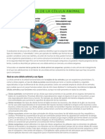 Partes de la célula animal descritas