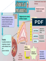 Infografía Glándula Suprarrenal.