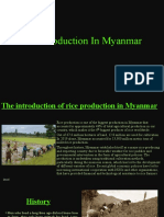 Human Geo (Rice Production)