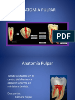 Anatomia Pulpar