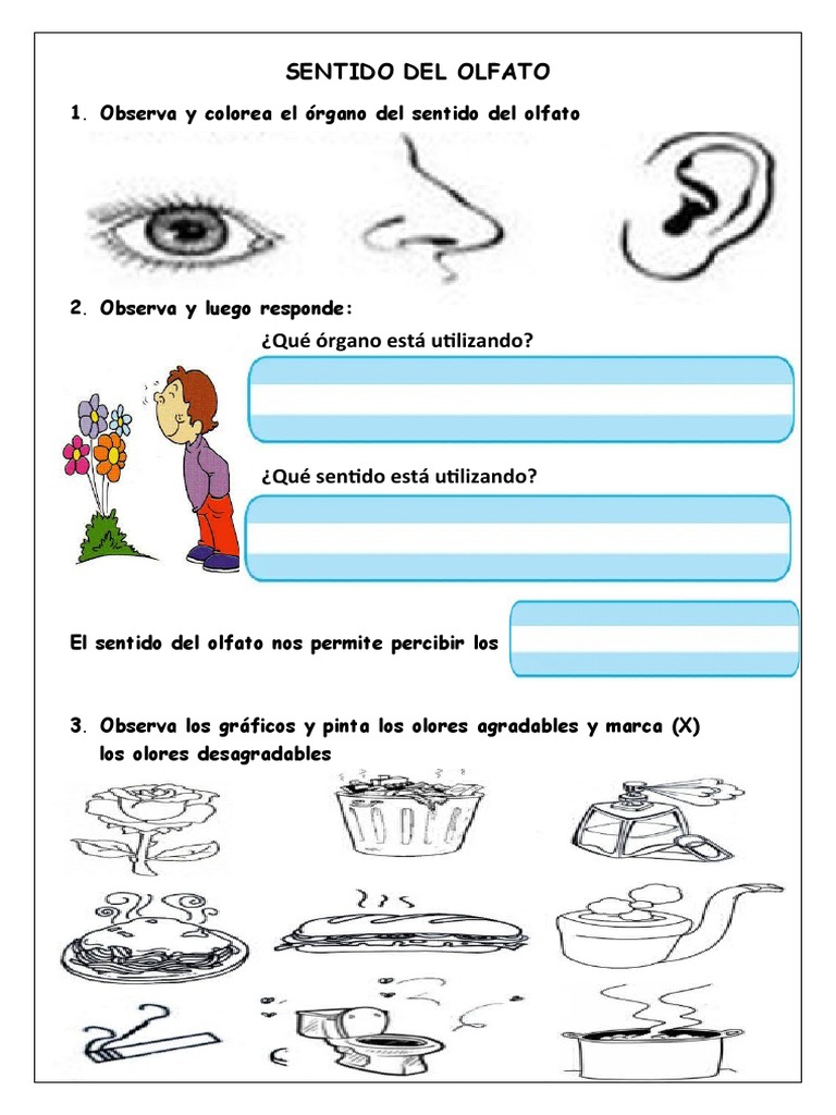 Actividades para el sentido del olfato | PDF | Olfato | Anatomía