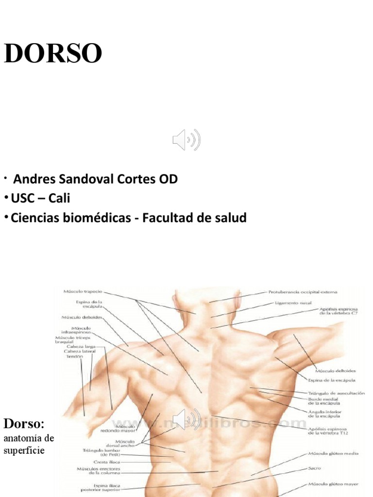 Anatomía del Dorso y sus Músculos | PDF | La columna vertebral | Vértebra