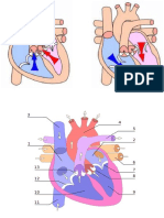 Sistema-Circulatorio-Gráficos