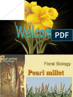 Floral Biology of Pearl Millet