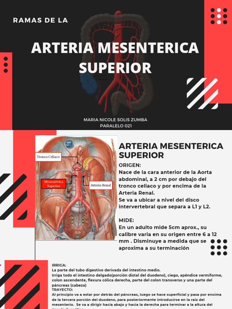 Ramas de la Arteria Mesentérica Superior | PDF | Páncreas ...