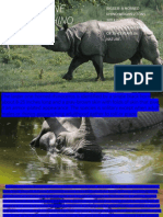 Greater-One Horned Rhinoceros