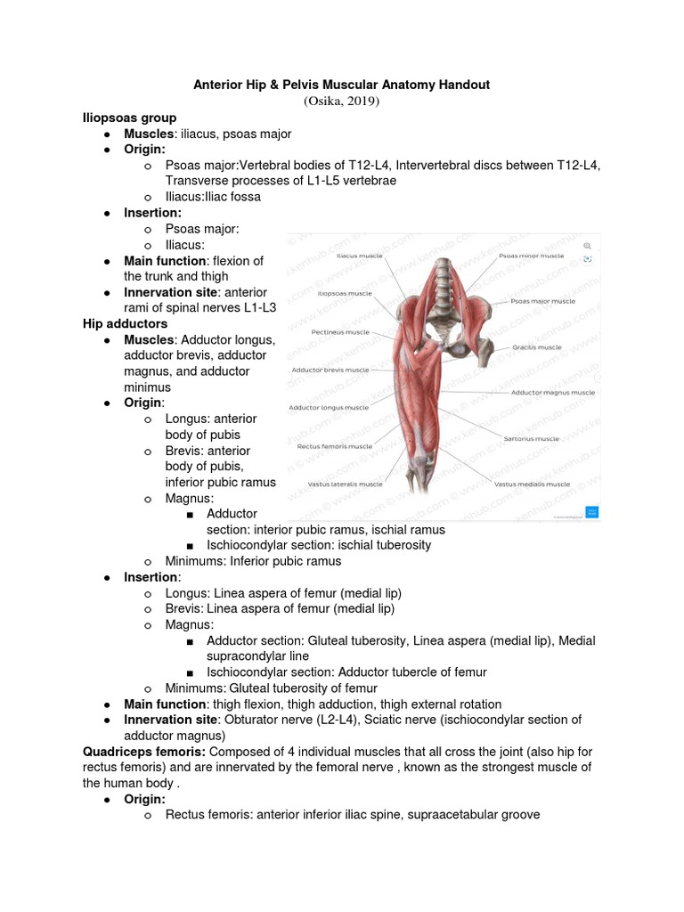 Anterior Hip Pelvis Muscular Anatomy Handout FInal Version | PDF