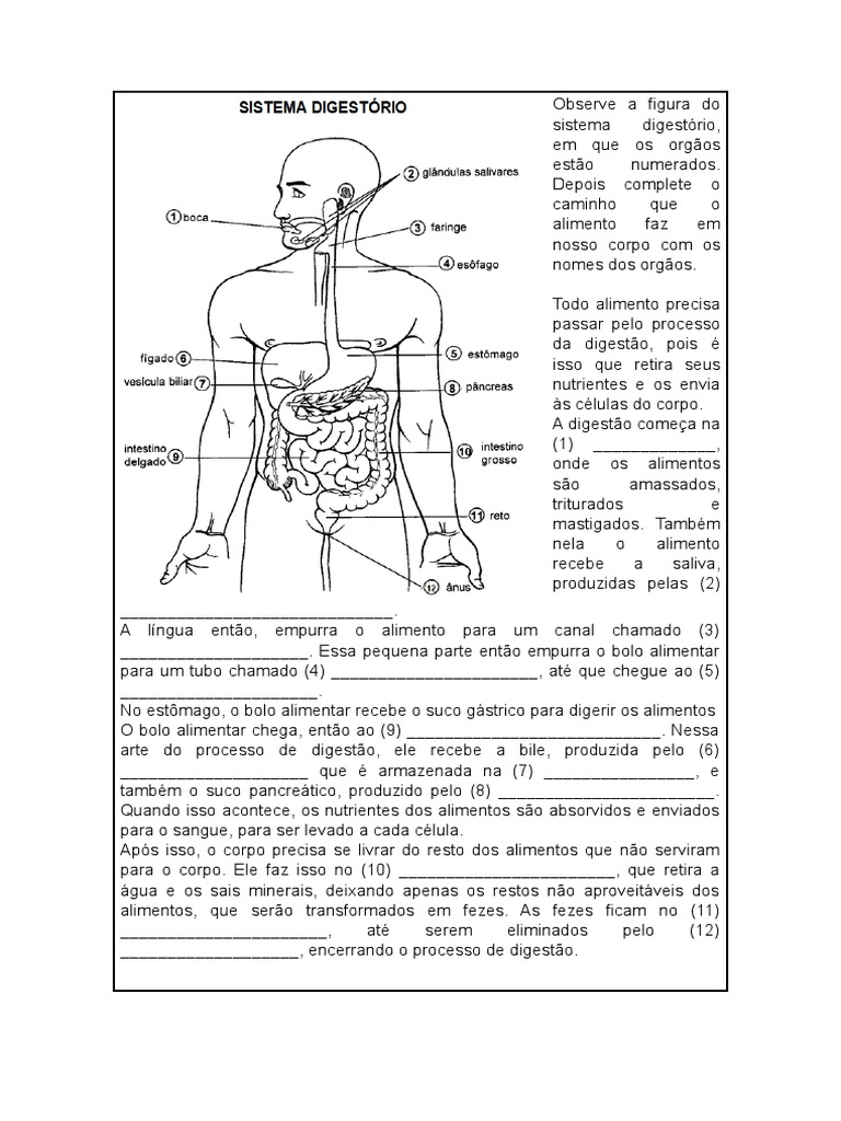 Ciencias 5 Ano Sistema Digestório | PDF | Digestão | Sistema digestivo ...