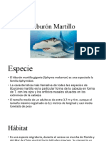 Tiburón Martillo