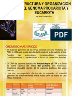 Estructura y Organización Del Genoma Procariota y Eucariota