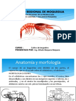 Langostino cultivo métodos