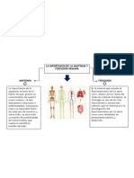 La Importancia de La Anatomia y Fisiologia Humana