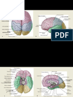 Brain Consultation