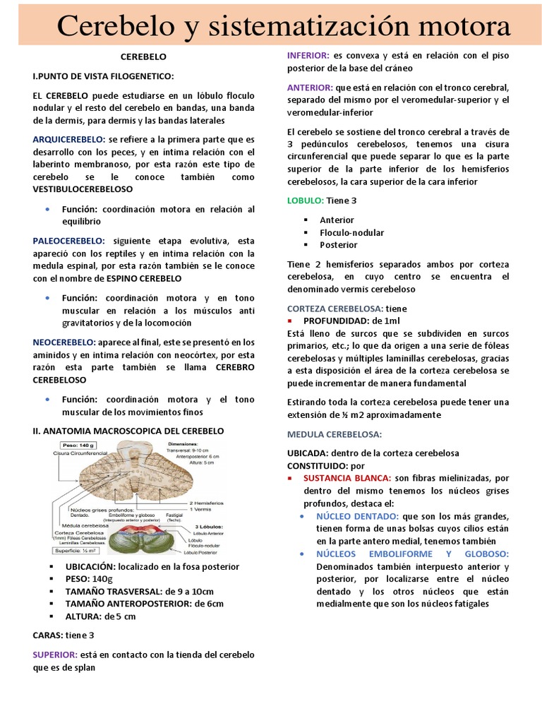 Anatomía y Evolución del Cerebelo | PDF | Cerebelo | Cerebro
