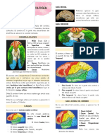 Cerebro: Morfología externa y lóbulos