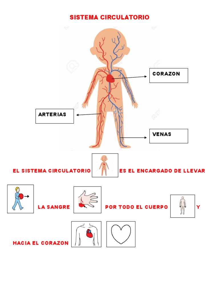 Actividades del Sistema Circulatorio 5to Grado | PDF