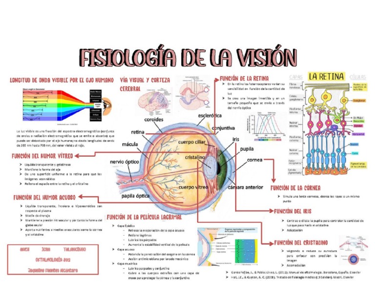 Fisiología De La Vision Pdf