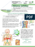 Sistema Linfático 11 - 2023