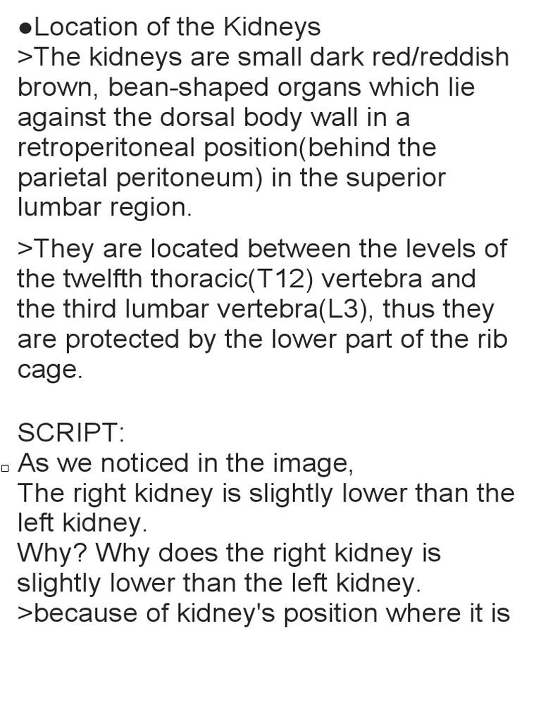 Kindey Location and Structure | PDF | Kidney | Vein