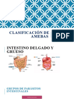 PARASITOLOG A CLASE 4 Clasificaci N de Amebas para Examen