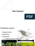Plan Corporal