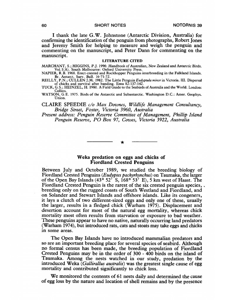 Weka Predation On Eggs and Chicks of Fiordland Crested Penguins