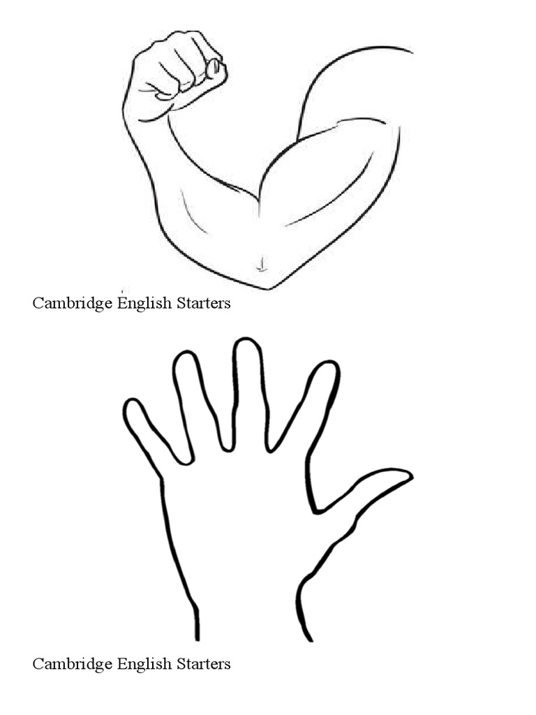 My Body Flashcard | PDF