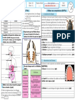 Incisives Canines Trachée Stigmate: Utiliser Ses Compétences (08 PTS) Tester Ses Connaissances (12 PTS)