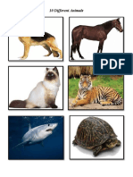 10 Different Animals