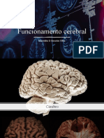 Funcionamento Cerebral