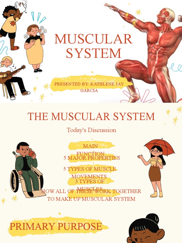 Muscular System | PDF