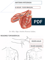 Clase Fosa Axilar - Plexo Braquial