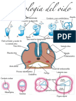 Embriología del oído: desarrollo del sistema auditivo