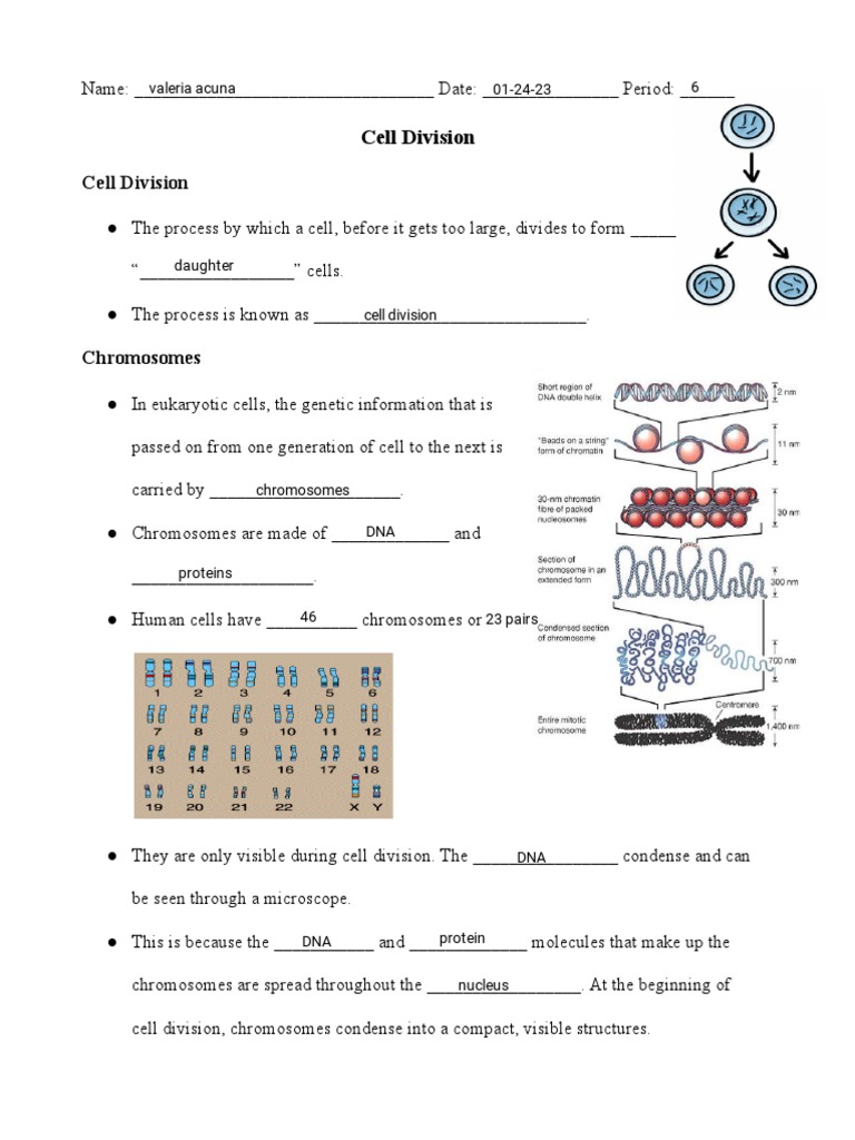 Kami Export Cell Cycle Notes And Vocab Pdf Mitosis Chromosome