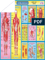 106 Sistema Muscular