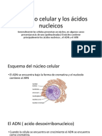 El Nucleo Celular