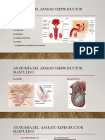 Anatomia Apar. Repro. Masc