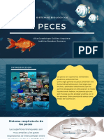 Los Peces Presentación