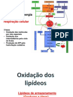 Aula 5 - Oxidacao Acidos Graxos 2021