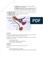 PDF Resumen Sistema Masculino Latarjet - Compress