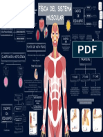 FíSICA DEL SISTEMA MUSCULAR