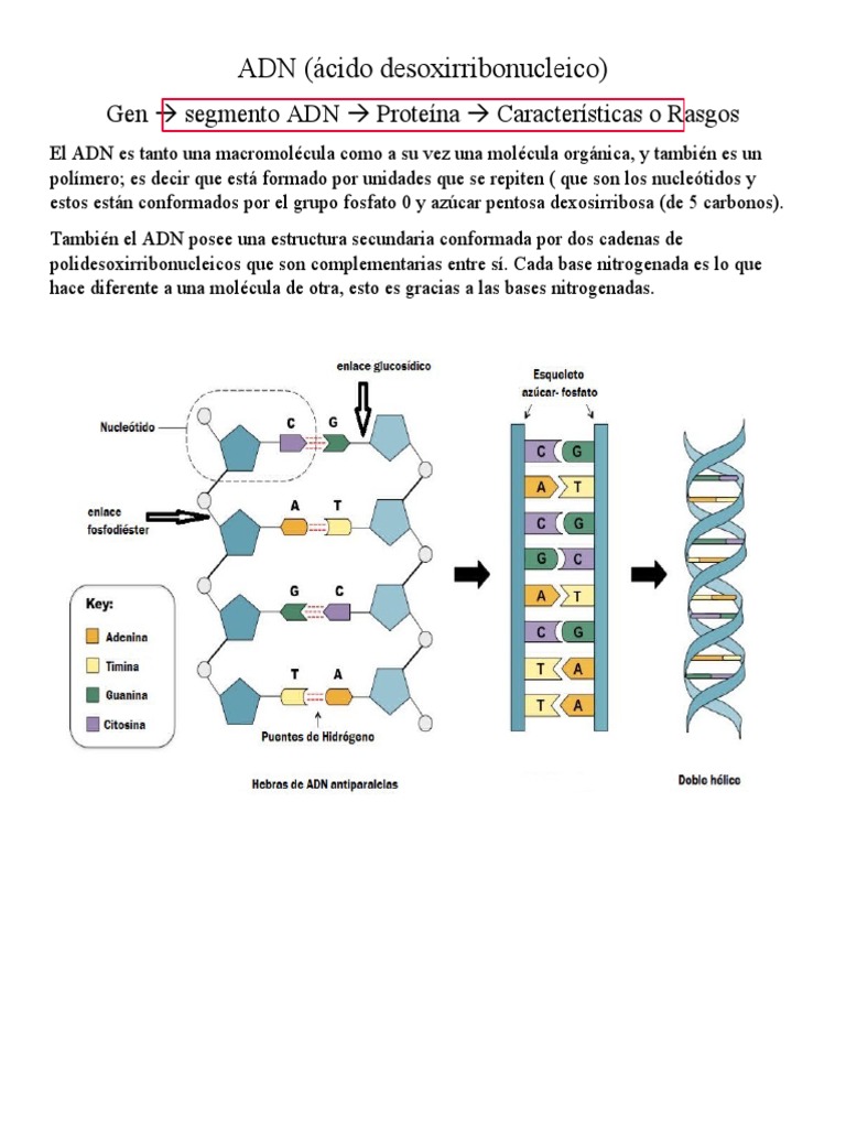 ADN (Ácido Desoxirribonucleico) : Gen Segmento ADN Proteína ...