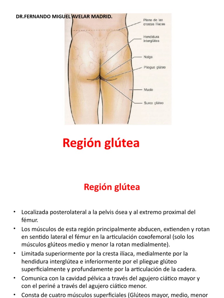 Región Glútea | PDF | Sistema musculoesquelético | Anatomía del miembro  inferior, image size:768x1024
