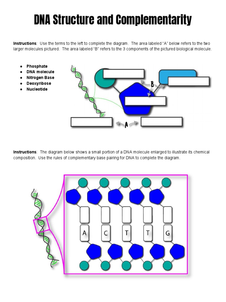 DNAStructureReviewStation 1 | PDF