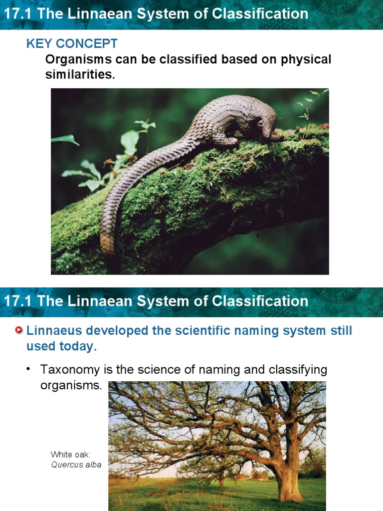 17.1 the Linnean System of Classification | PDF