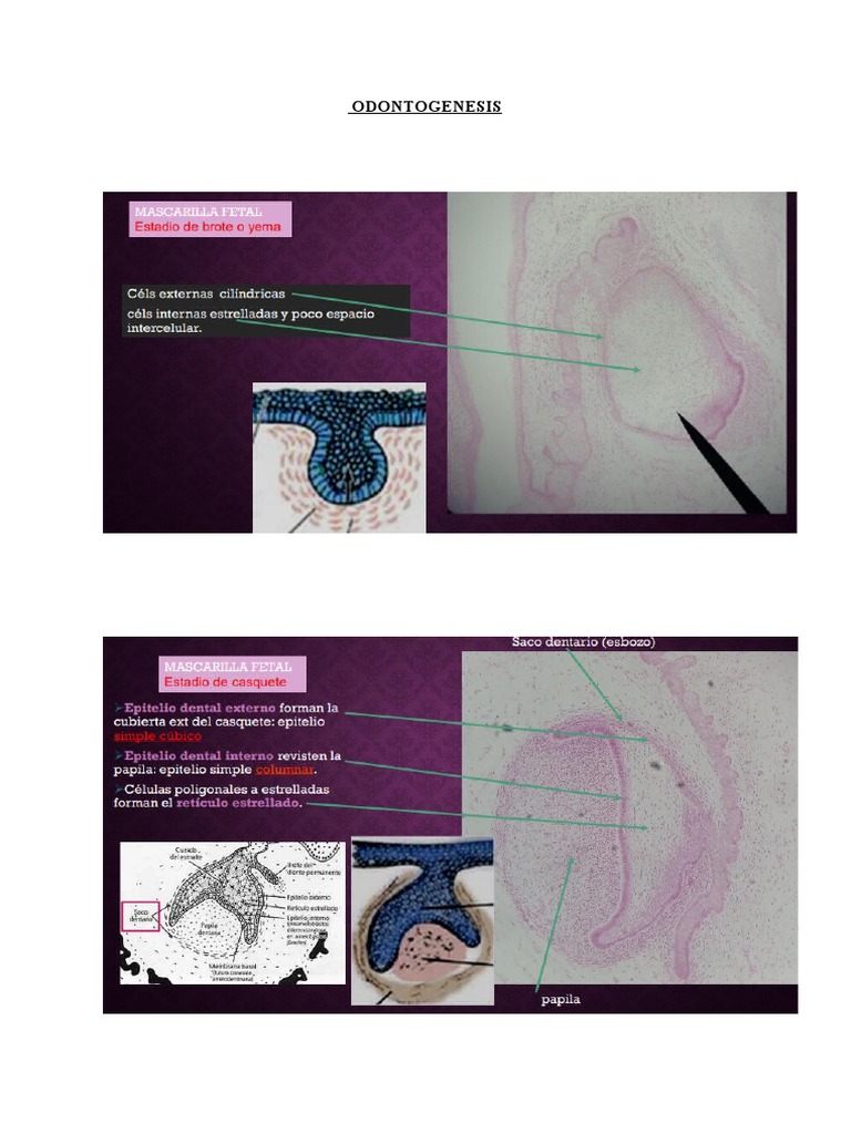 ODONTOGENESIS PDF
