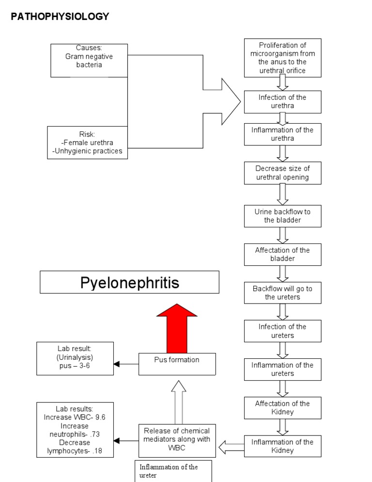 PATHOPHYSIOLOGYpyelonephritis