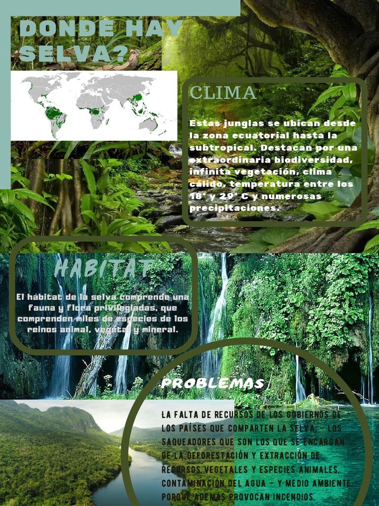 Ecosistema De La Selva Y Sus Caractersticas Ecosistema 800x500