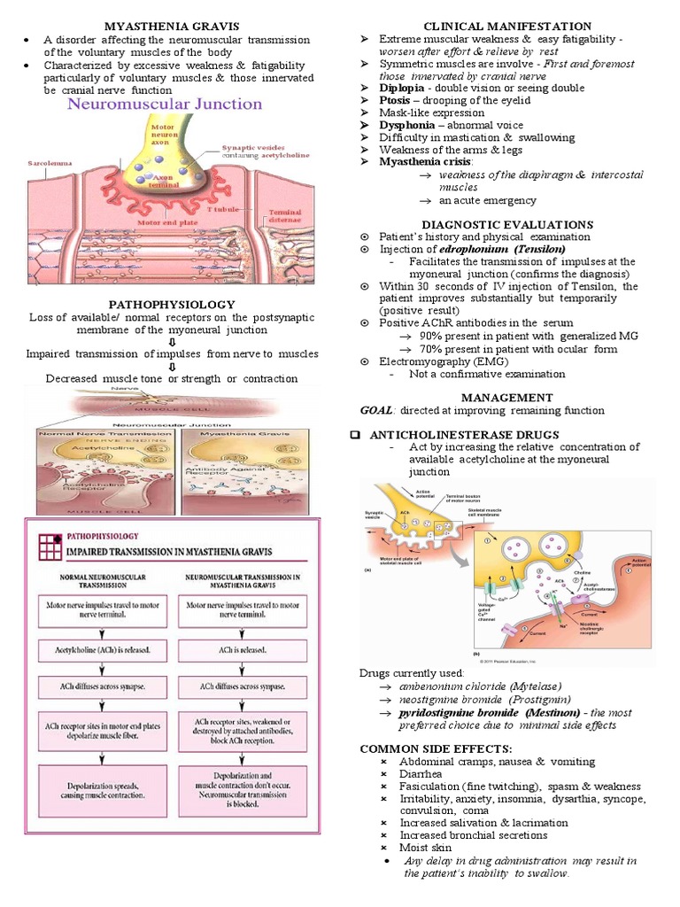 Myasthenia Gravis | PDF | Neuromuscular Junction | Medicine