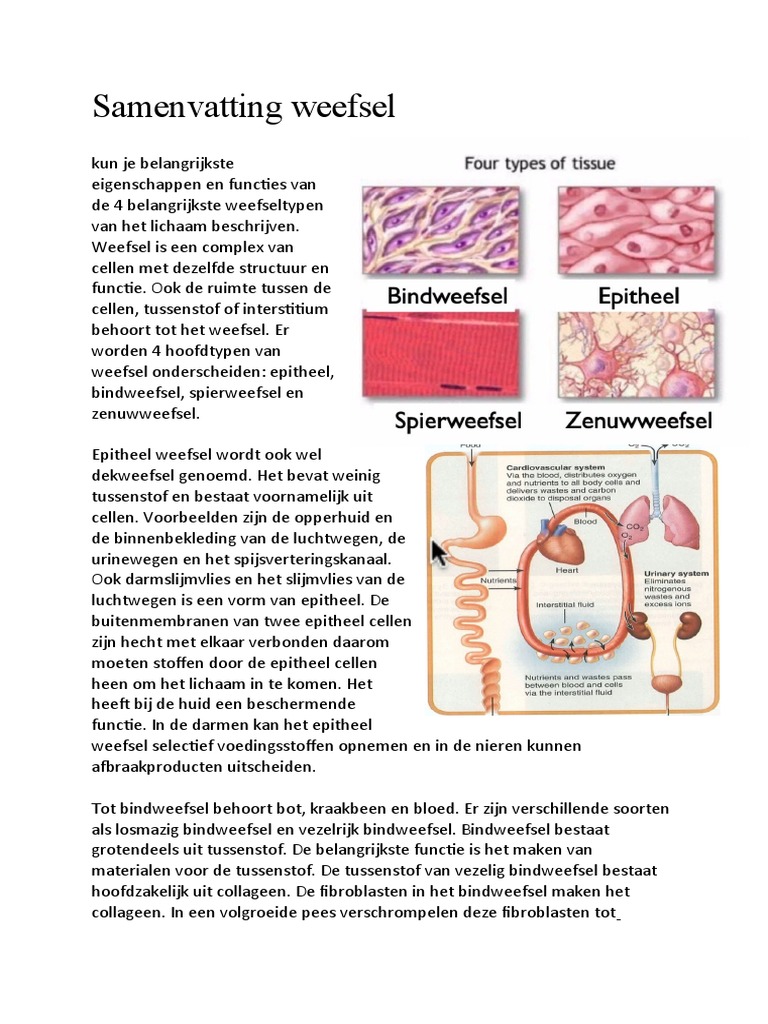 Samenvatting Weefsel | PDF, image size:768x1024
